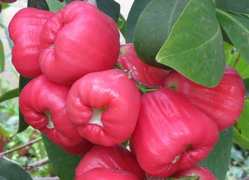 Water Apple Rose (500g - around 15 Fruits)