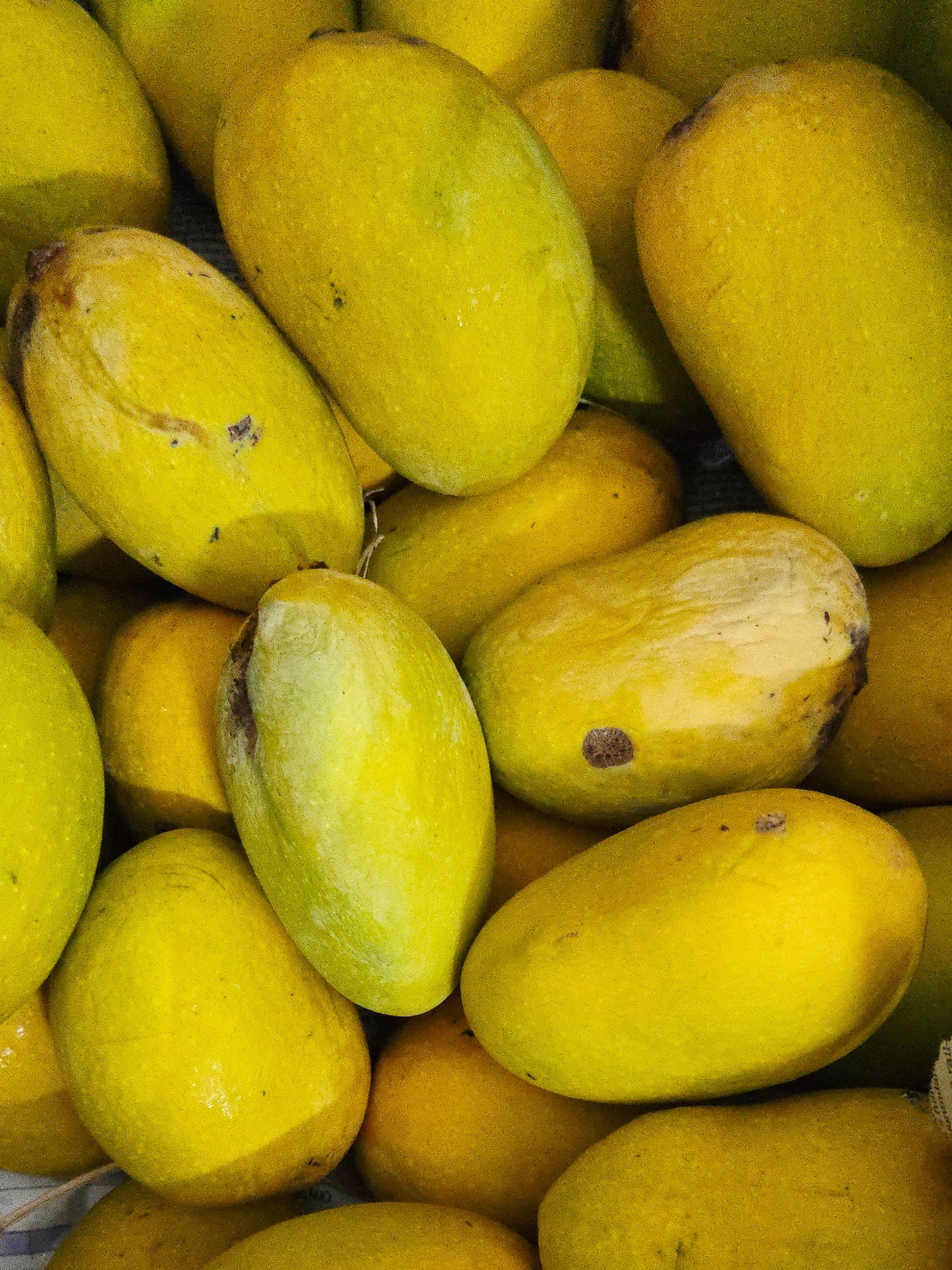 Kothapalli Kobbari Juicy Mango (Naturally Ripened) - 3Kgs (12 to 16 Fruits)