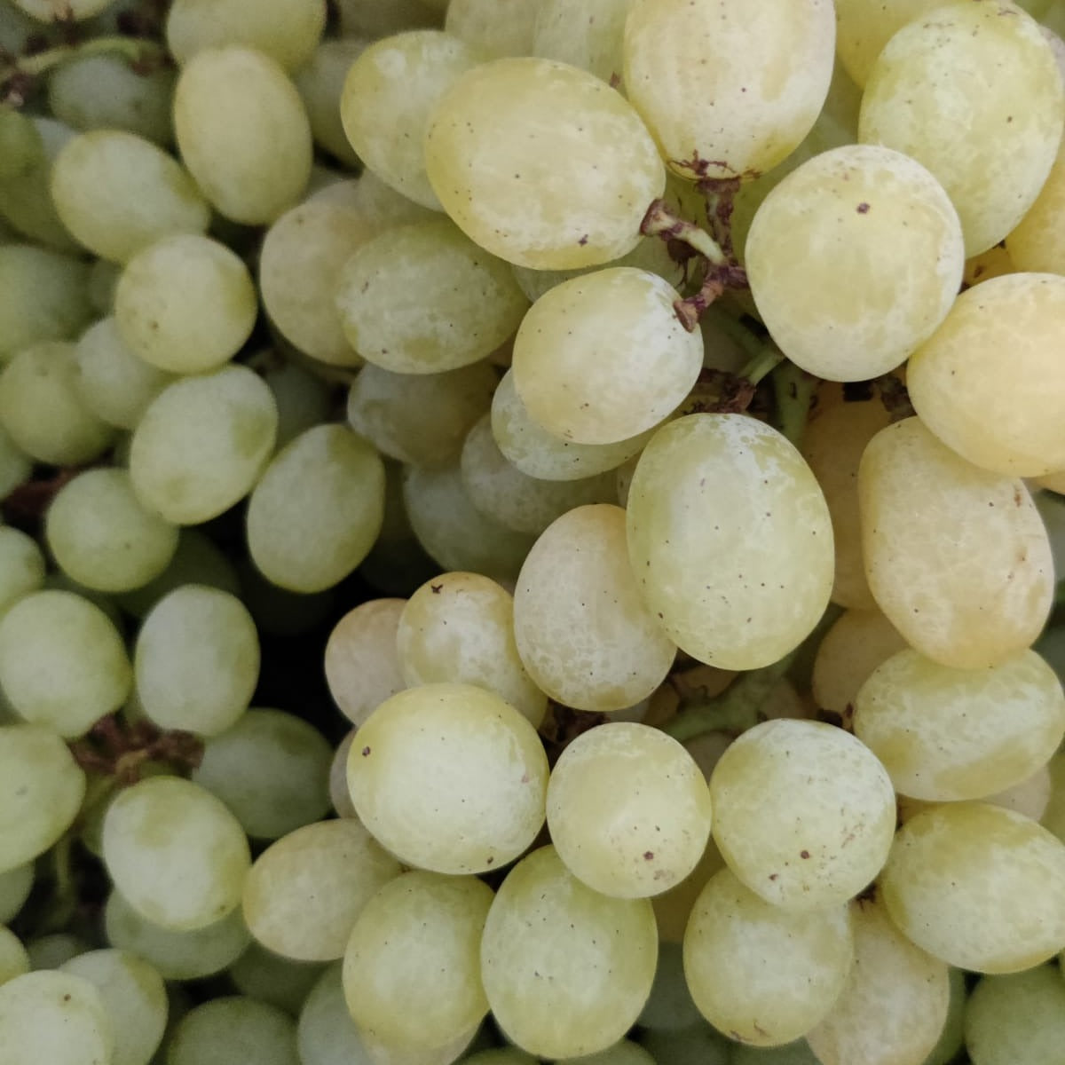 Green Grapes Seedless - Selected Bunches - (1Kg)