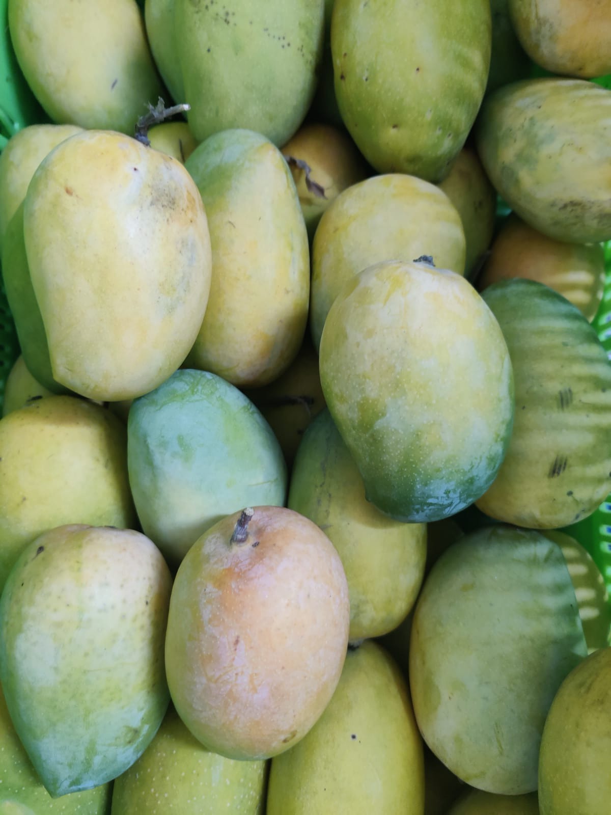 Kesar Mango Organic & Naturally Ripened - (3Kg)