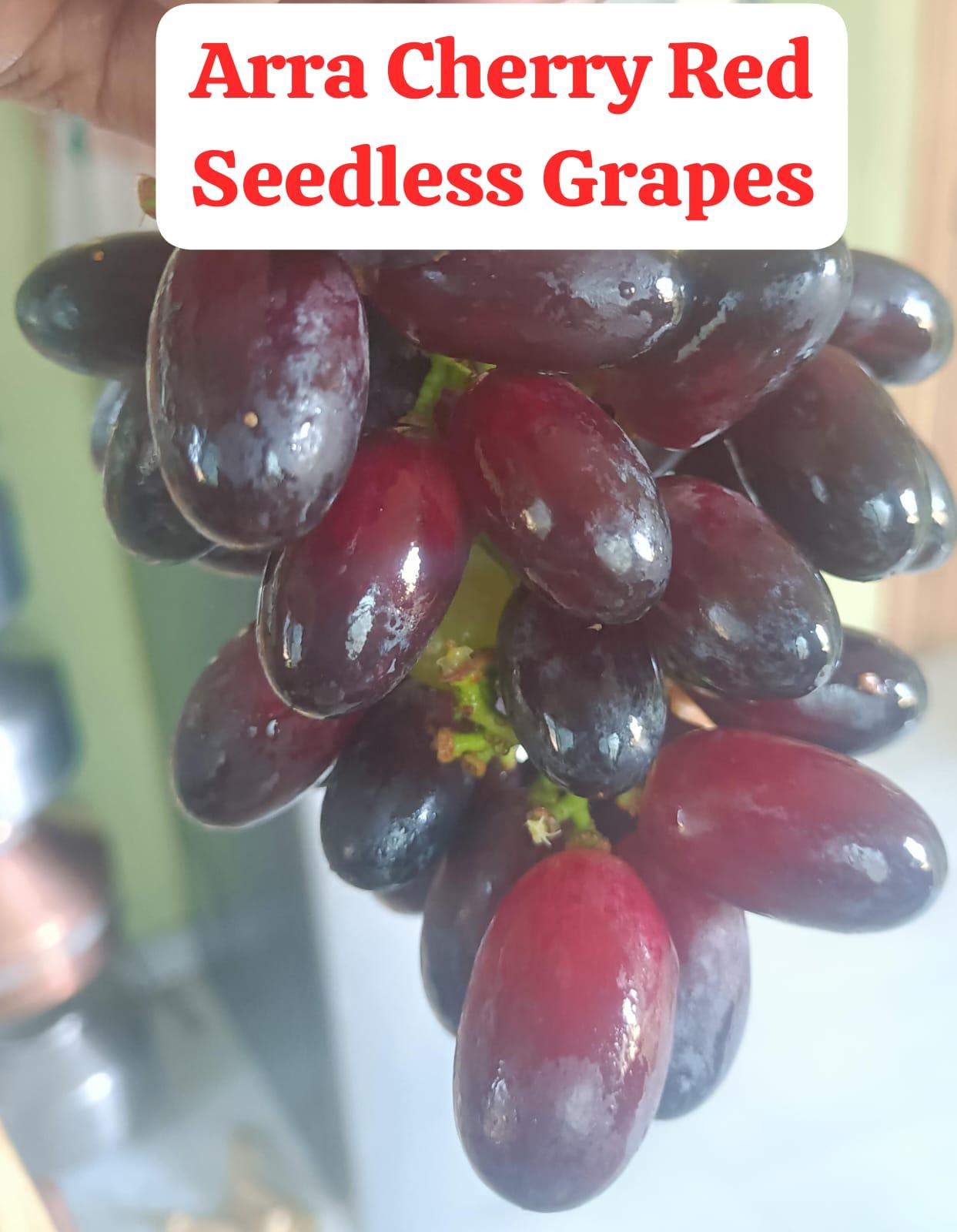 Arra Cherry Red Grapes (Seedless)