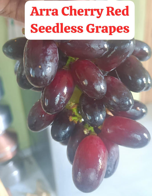 Arra Cherry Red Grapes (Seedless)