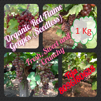 Organic Red Flame Grapes (Seedless) - 1Kg Pack