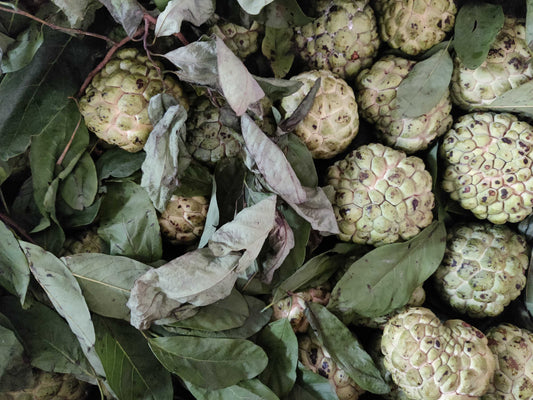 Wild Custard Apple Or Naatu Sithaphal - (2Kg)