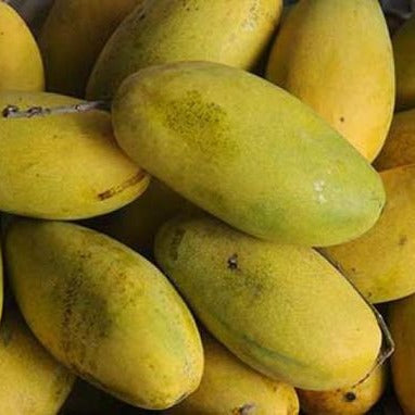 Dasheri Mango - Organic & Naturally Ripened - (3Kg)